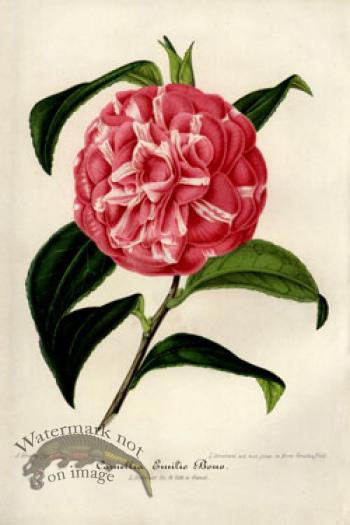 Camellias